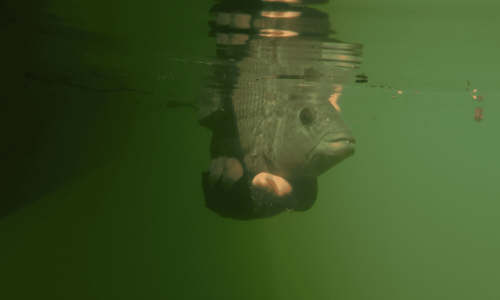 banneranglers2